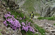 82 Silene a cuscinetto (Silene elisabethae)